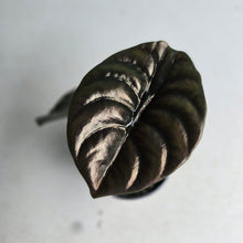 Load image into Gallery viewer, #RD20 Alocasia Cuprea
