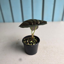 Load image into Gallery viewer, #RD20 Alocasia Cuprea