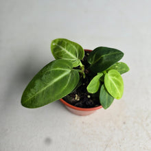 Load image into Gallery viewer, #RB24 Two x Anthurium Villenaorum Seedlings