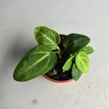 Load image into Gallery viewer, #RB24 Two x Anthurium Villenaorum Seedlings