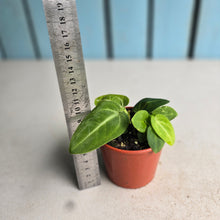Load image into Gallery viewer, #RB24 Two x Anthurium Villenaorum Seedlings