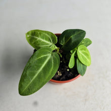 Load image into Gallery viewer, #RB24 Two x Anthurium Villenaorum Seedlings