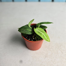 Load image into Gallery viewer, #RB24 Two x Anthurium Villenaorum Seedlings