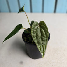 Load image into Gallery viewer, NEW RELEASE - #R776 Anthurium Papillilaminum x (Lux x Radicans)