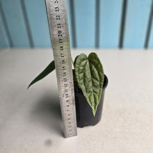Load image into Gallery viewer, NEW RELEASE - #R776 Anthurium Papillilaminum x (Lux x Radicans)
