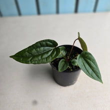Load image into Gallery viewer, NEW RELEASE - #R776 Anthurium Papillilaminum x (Lux x Radicans)