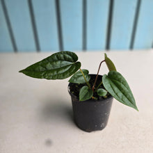 Load image into Gallery viewer, NEW RELEASE - #R776 Anthurium Papillilaminum x (Lux x Radicans)