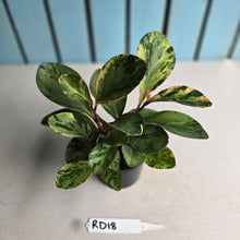 Load image into Gallery viewer, #RD18 Peperomia Tropicolor