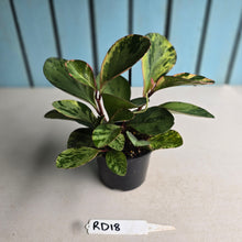 Load image into Gallery viewer, #RD18 Peperomia Tropicolor