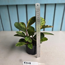 Load image into Gallery viewer, #RD18 Peperomia Tropicolor