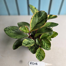 Load image into Gallery viewer, #RD18 Peperomia Tropicolor