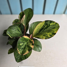 Load image into Gallery viewer, #RD18 Peperomia Tropicolor