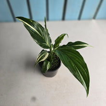 Load image into Gallery viewer, #RB16 Spathiphyllum 'Trixie'
