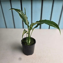 Load image into Gallery viewer, #RB16 Spathiphyllum 'Trixie'