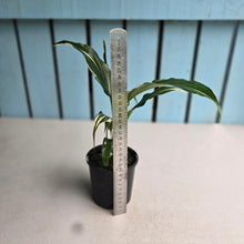 Load image into Gallery viewer, #RB16 Spathiphyllum 'Trixie'