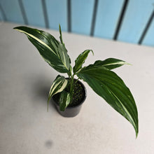 Load image into Gallery viewer, #RB16 Spathiphyllum 'Trixie'