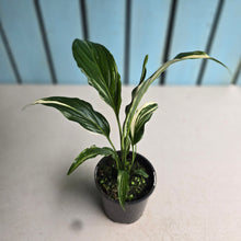 Load image into Gallery viewer, #RB16 Spathiphyllum 'Trixie'