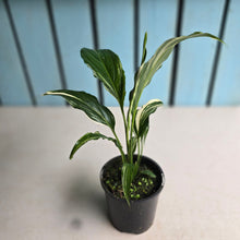 Load image into Gallery viewer, #RB16 Spathiphyllum 'Trixie'