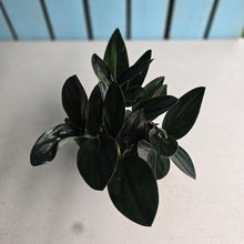 Load image into Gallery viewer, #R112 Scindapsus Treubii Dark Form