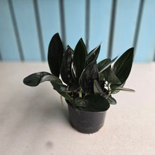 Load image into Gallery viewer, #R112 Scindapsus Treubii Dark Form