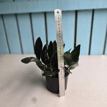 Load image into Gallery viewer, #R112 Scindapsus Treubii Dark Form