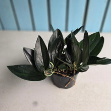 Load image into Gallery viewer, #R112 Scindapsus Treubii Dark Form