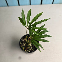 Load image into Gallery viewer, #D18 Anthurium Polyschistum