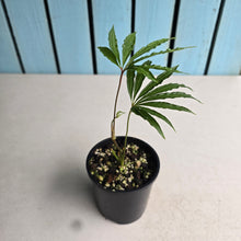 Load image into Gallery viewer, #D18 Anthurium Polyschistum