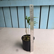 Load image into Gallery viewer, #D18 Anthurium Polyschistum