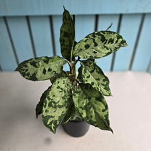 Load image into Gallery viewer, #D87 Three x Headed Aglaonema Pictum Tricolor