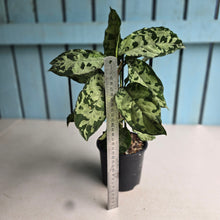 Load image into Gallery viewer, #D87 Three x Headed Aglaonema Pictum Tricolor
