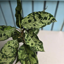Load image into Gallery viewer, #D87 Three x Headed Aglaonema Pictum Tricolor