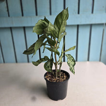 Load image into Gallery viewer, #D87 Three x Headed Aglaonema Pictum Tricolor