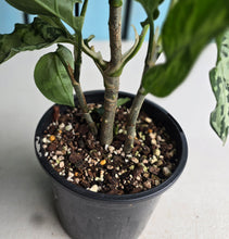 Load image into Gallery viewer, #D87 Three x Headed Aglaonema Pictum Tricolor