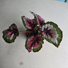 Load image into Gallery viewer, #RB17 Begonia Unknown