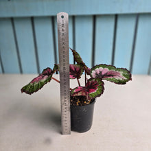 Load image into Gallery viewer, #RB17 Begonia Unknown