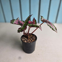 Load image into Gallery viewer, #RB17 Begonia Unknown