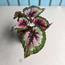 Load image into Gallery viewer, #RB17 Begonia Unknown