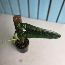 Load image into Gallery viewer, #RB9 Philodendron Felix