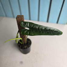 Load image into Gallery viewer, #RB9 Philodendron Felix