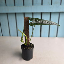 Load image into Gallery viewer, #RB9 Philodendron Felix