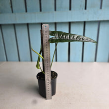 Load image into Gallery viewer, #RB9 Philodendron Felix