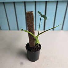 Load image into Gallery viewer, #RB9 Philodendron Felix