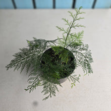 Load image into Gallery viewer, #D54 Asplenium Bulbiferum - Hen and Chicken Fern