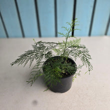Load image into Gallery viewer, #D54 Asplenium Bulbiferum - Hen and Chicken Fern