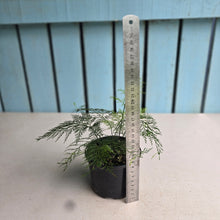 Load image into Gallery viewer, #D54 Asplenium Bulbiferum - Hen and Chicken Fern
