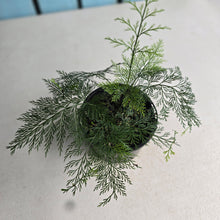 Load image into Gallery viewer, #D54 Asplenium Bulbiferum - Hen and Chicken Fern