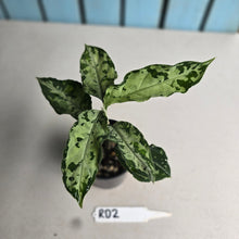 Load image into Gallery viewer, #RD2 Aglaonema Pictum Tricolor