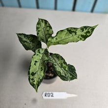 Load image into Gallery viewer, #RD2 Aglaonema Pictum Tricolor