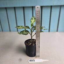 Load image into Gallery viewer, #RD2 Aglaonema Pictum Tricolor